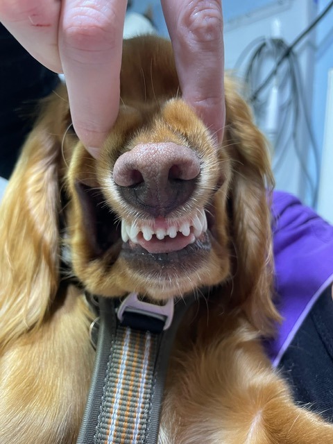 Dental advice