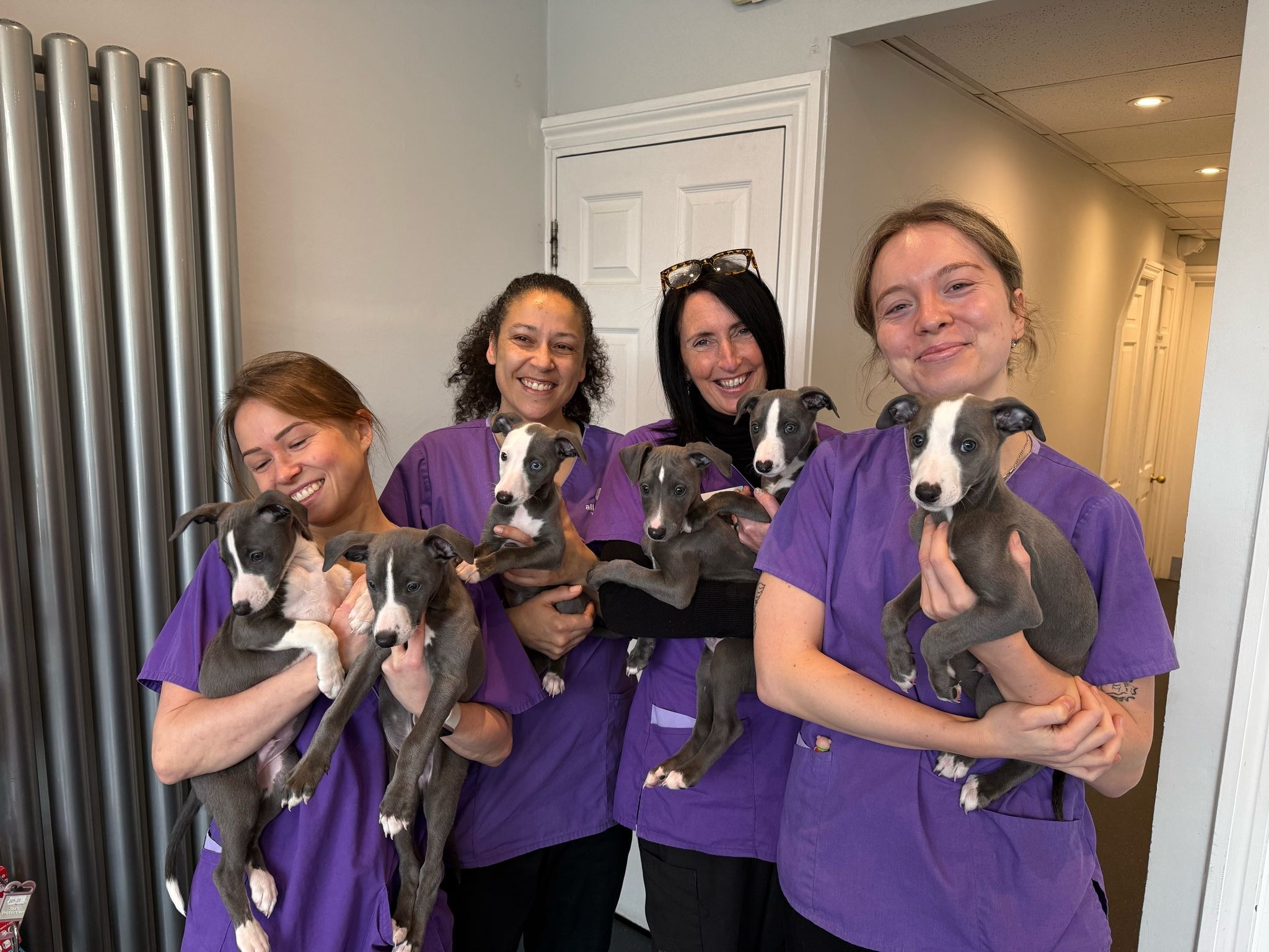 Puppy socialisation